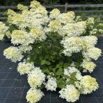 Hortenzia metlinatá (Hydrangea paniculata) ´SILVER DOLLAR´ - výška 20-30 cm, kont. C2L